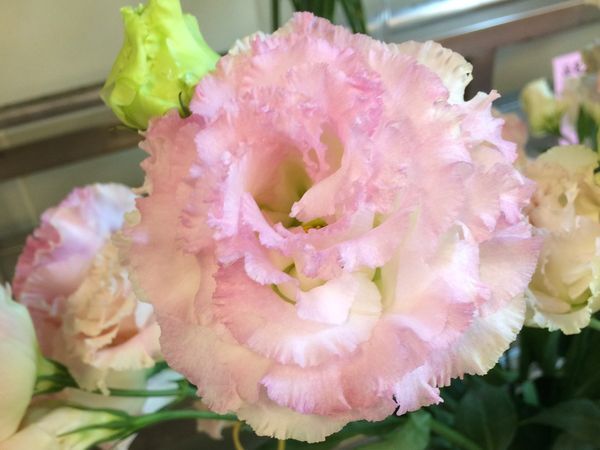 繽紛314白色浪漫情人節　以花傾訴我愛你