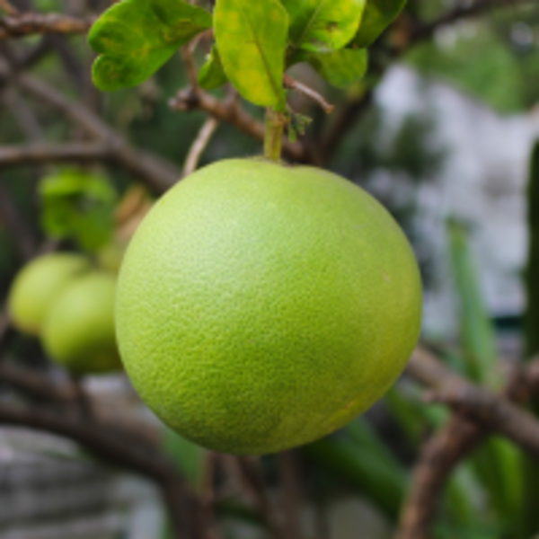 吃柚子解便秘又能化痰止咳，但5種禁忌你不可不知