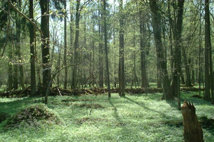 世界上10條最夢幻的林蔭小道，森林日一起關心綠色保護神的現況