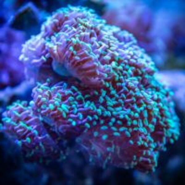 氣候暖化　大堡礁的珊瑚已消失一半！