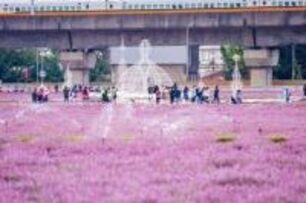 桃園仙草花節盛大開幕　一睹浪漫紫色花海