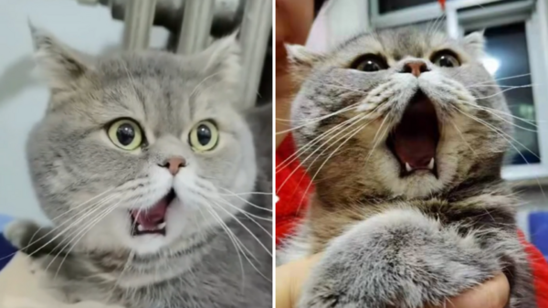 震驚貓！貓咪一臉震驚嘴巴合不上...原來是打哈欠「下巴脫臼」了！網友：快趁現在把牠牙給刷了！