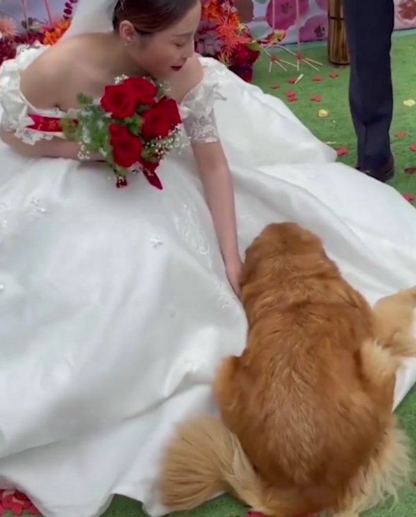 女主人遠嫁外地，黃金獵犬趴在婚紗上不肯離開，網友： 「狗狗牠什麼都懂」