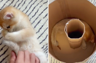 貓奴用紙箱給貓咪自製簡易跑步機，網友：這不是滾筒洗衣機嗎？