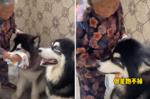 奶奶給狗子洗臉是這樣的……網友：小時候都是這樣被洗過來的