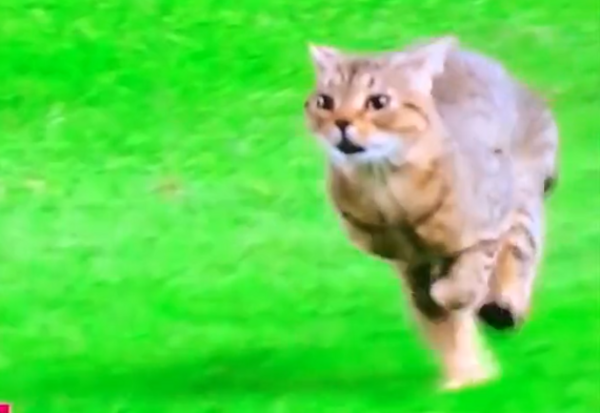 美國棒球比賽闖入一隻貓，秒變大型「吸貓」現場，球員也興奮圍觀