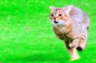 美國棒球比賽闖入一隻貓，秒變大型「吸貓」現場，球員也興奮圍觀