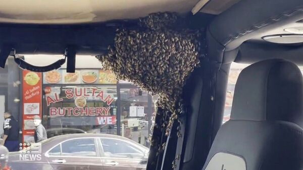 不速之客！澳洲男子走進超市10分鐘，驚見車內被「一窩蜜蜂入侵」當場嚇傻