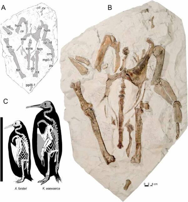 新物種！紐西蘭小孩發現鳥類遺骸，證實是2700萬年前「巨型企鵝」化石