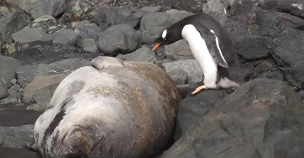 超可愛！企鵝散步遇到午睡的海獅，結果竟然毫不猶豫地踩了過去！下一秒他們的「反應」會笑翻你的肚皮！