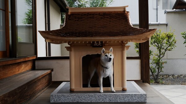 1年只生產1個！日本推最高級狗屋「犬殿」售價445萬　內部照曝光
