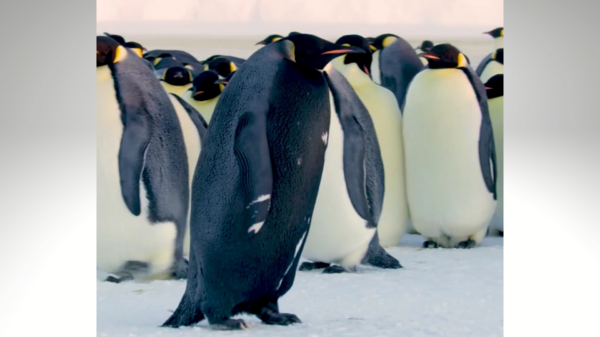 全球暖化太嚴重！99％皇帝企鵝恐在「這一年」消失