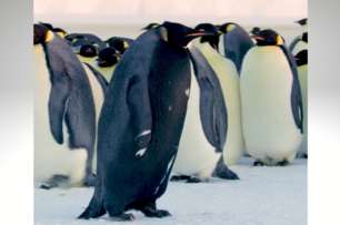 全球暖化太嚴重！99％皇帝企鵝恐在「這一年」消失