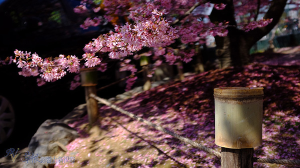 京都長德寺的早櫻