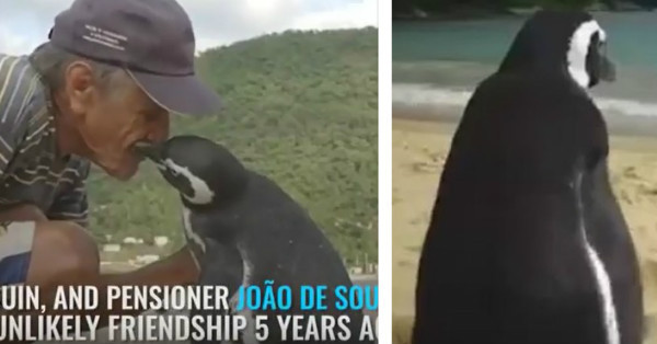 游8千公里只為再見恩人一面　企鵝連續5年回巴西看他