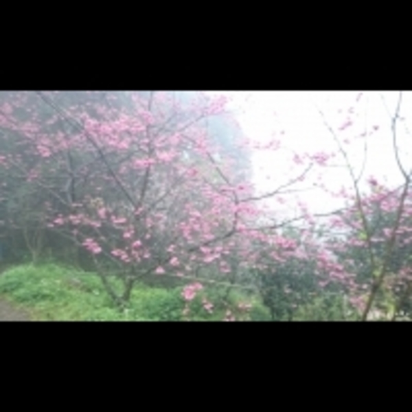 不必遠赴武陵農場　大溪千棵櫻花樹盛開　