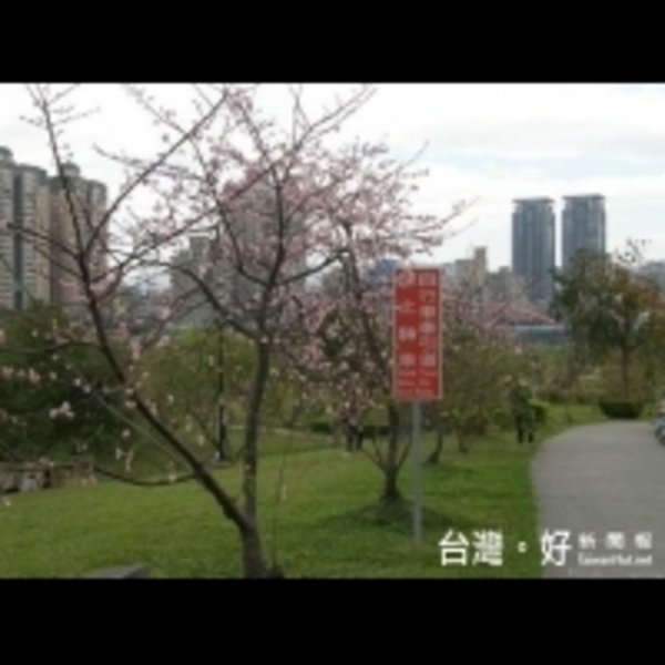 賞櫻「正逢時」　新店陽光運動園區山櫻花及八重櫻迎賓