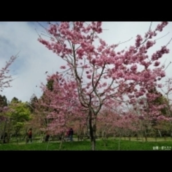 阿里山花季10日登場　山櫻花、河津櫻盛開