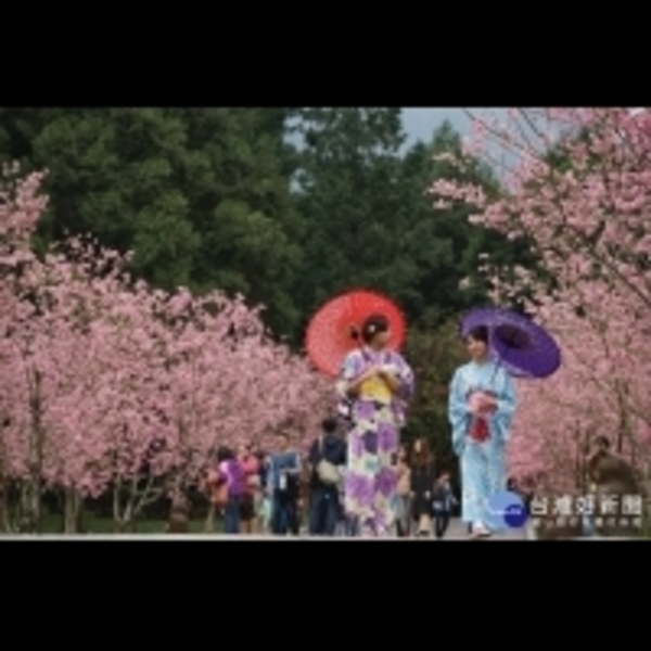 九族櫻花祭第2波富士櫻登場　回饋中部五縣市鄉親推特價