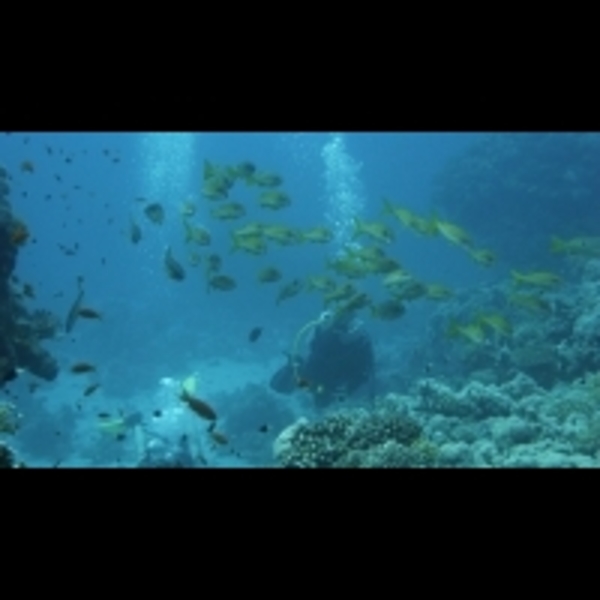 全球珊瑚礁正面臨死亡威脅