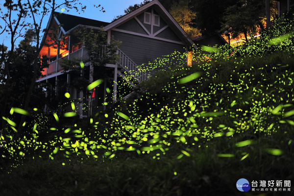 梅山鄉螢光大爆發　飛舞點點綠光讓學童驚喜連連