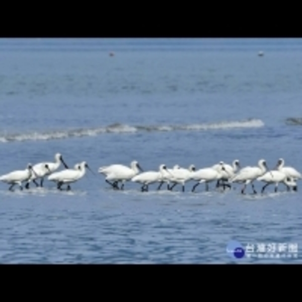 15隻黑面琵鷺八里海岸覓食　為北返做準備