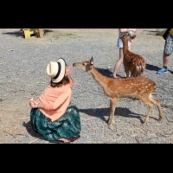 誰說和小鹿親密接觸一定要到奈良，台灣也可以！大眼睛長睫毛萌萌噠，為台灣動物的保育盡一份心力～