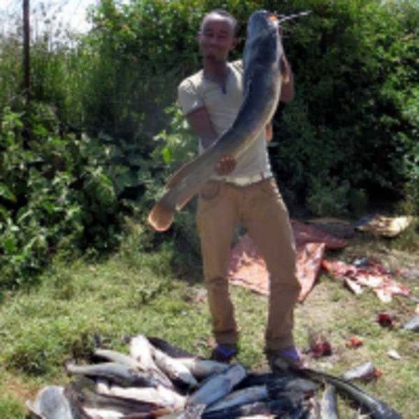 鱸鰻、鯰魚、土虱三兄弟   差別在哪知道嗎？