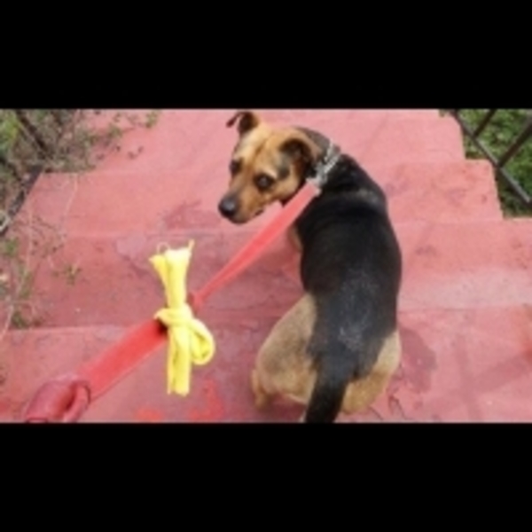 狗狗牽繩上的黃色絲帶是有特殊意義的，並不是單純裝飾好看而以