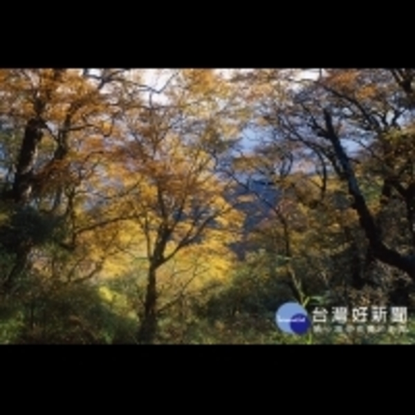 台灣山毛櫸步道旅遊旺季　翠峰景觀道路總量交管