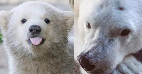 曾經，它是全世界最孤獨的小北極熊…卻終於找到了屬於它自己的hope...
