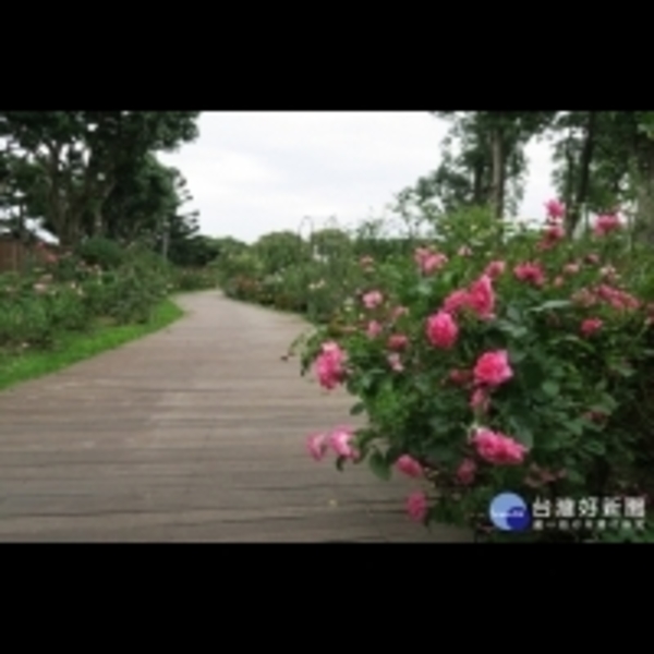 台北秋季玫瑰展　700品種爭奇鬥豔