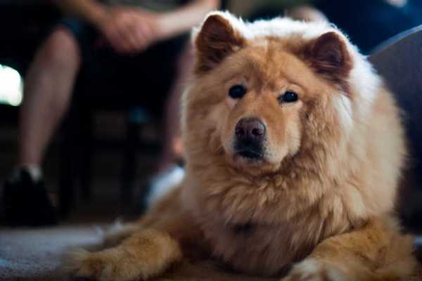 造成毛寶貝「異常掉毛」的七大兇手！