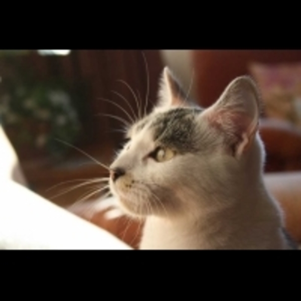 貓奴不在家，喵星人也會分離焦慮？