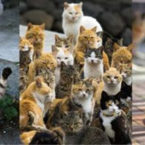 貓奴必去聖地！日本6大貓島推薦，吸貓、擼貓享受被喵星人包圍不是夢