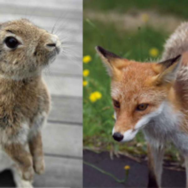 除了貓島外，日本還是動物天堂！到兔子島、狐狸村、松鼠園療癒身心