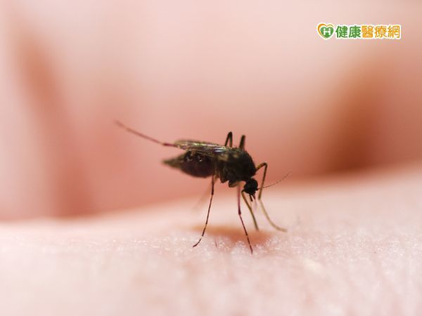 茲卡病毒防治之道　控制斑蚊數量