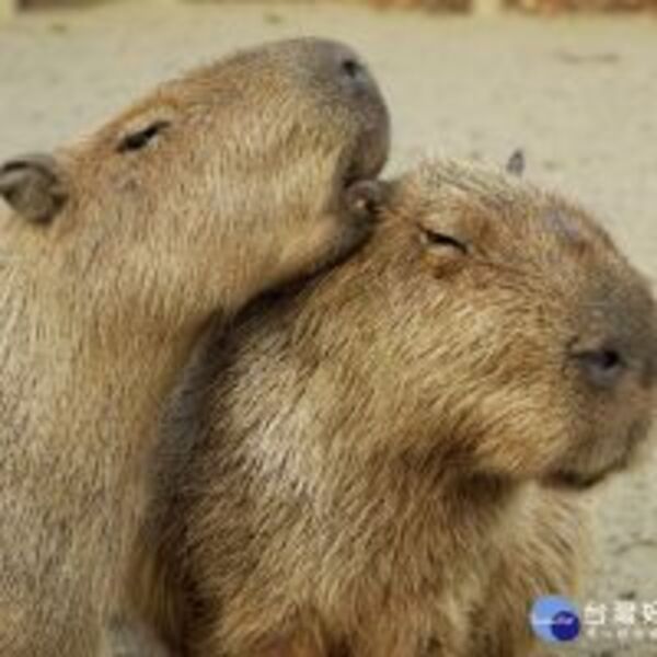 228連假去哪裡？　頑皮世界水豚君陪您過