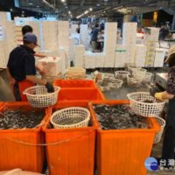 萬大魚市中繼交易場　今起試營運