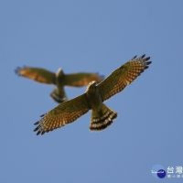 2020鷹揚八卦　千隻灰面鵟鷹過境壯觀值得期待