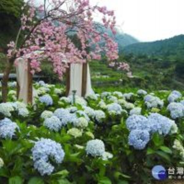 今夏必賞美景　「竹子湖繡球花」地景設計華麗登場