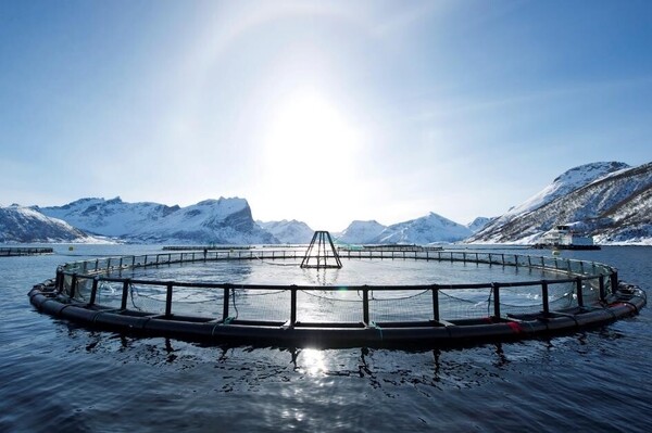 延續半世紀的挪威傳奇 大西洋鮭魚現代化養殖50年 以科技創新、永續管理揚名國際