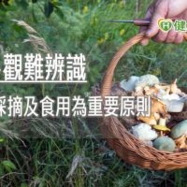 天然的未必最好！　綠褶菇、姑婆芋別亂採　誤食菇恐中毒