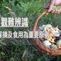 天然的未必最好！　綠褶菇、姑婆芋別亂採　誤食菇恐中毒