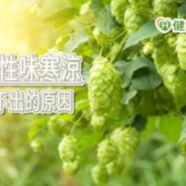 啤酒裡的「啤酒花」原來是夏日悶痘的元凶！