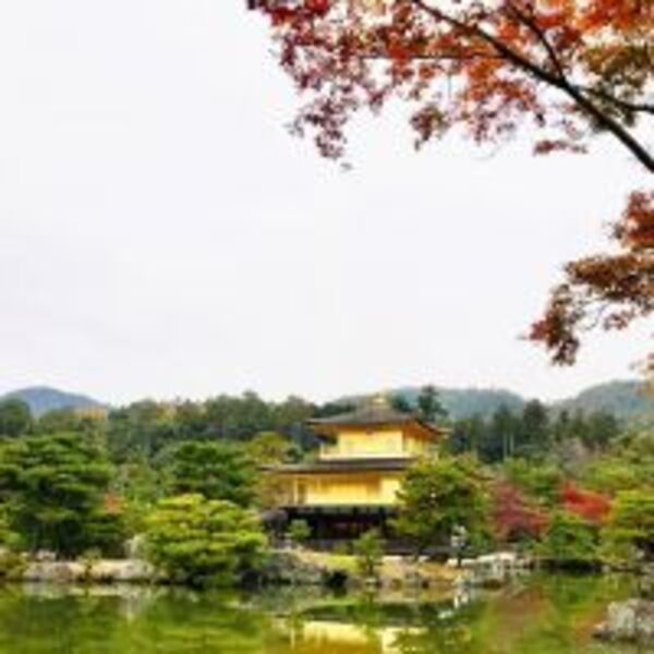 京都金閣寺的紅葉滿天