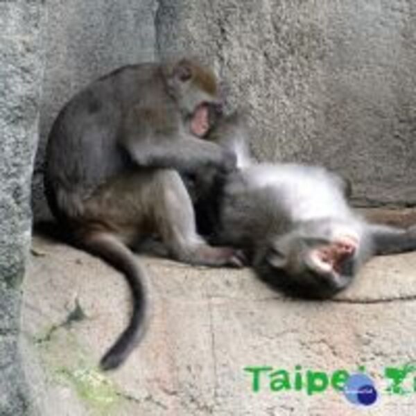 「猿」、「猴」傻傻分不清？　有無尾巴最容易區分　