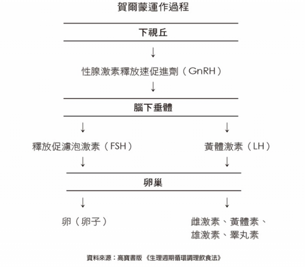 關於賀爾蒙，你認識多少？細說「生理週期」，好好感受每個新階段吧...