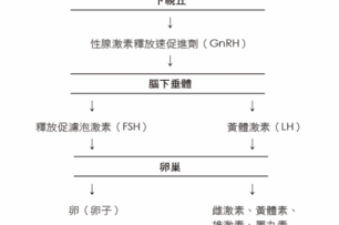 關於賀爾蒙，你認識多少？細說「生理週期」，好好感受每個新階段吧...