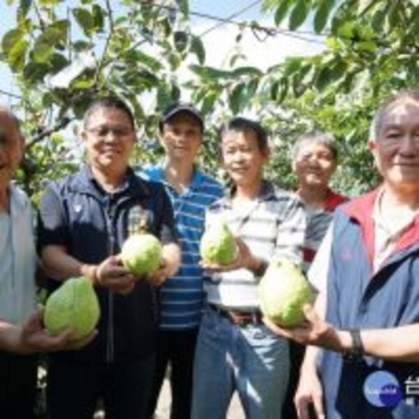 一起做好柿芭　台中摩天嶺遇見甜柿芭樂共舞